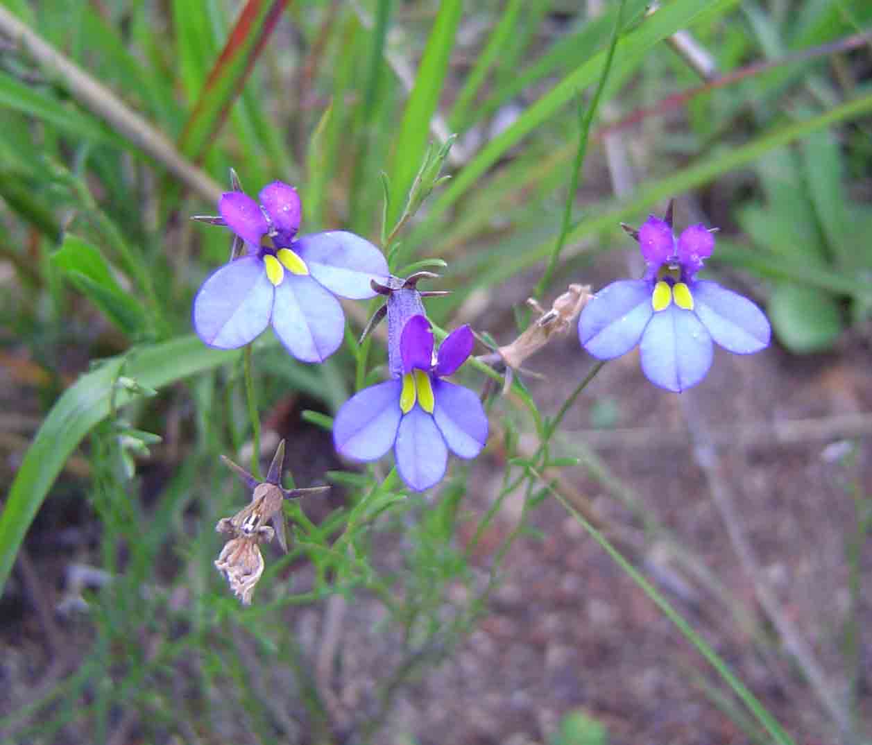 Monopsis decipiens Monopsis decipiens