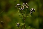 Ageratum conyzoides