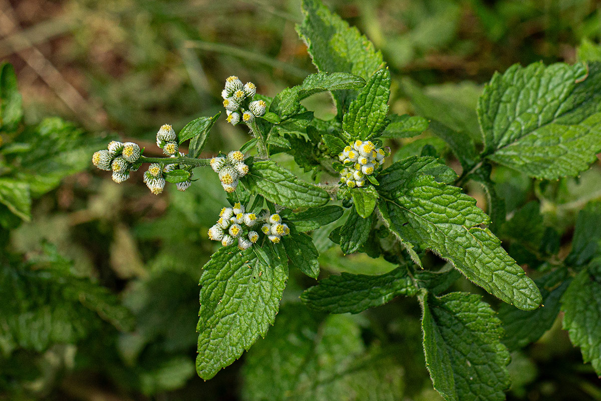 Dichrocephala integrifolia subsp. integrifolia Dichrocephala integrifolia subsp. integrifolia