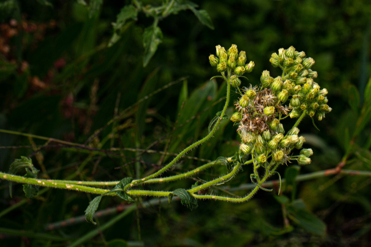 Eschenbachia gouanii Eschenbachia gouanii