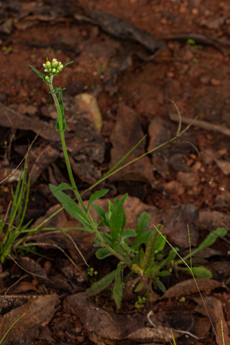Eschenbachia gouanii Eschenbachia gouanii