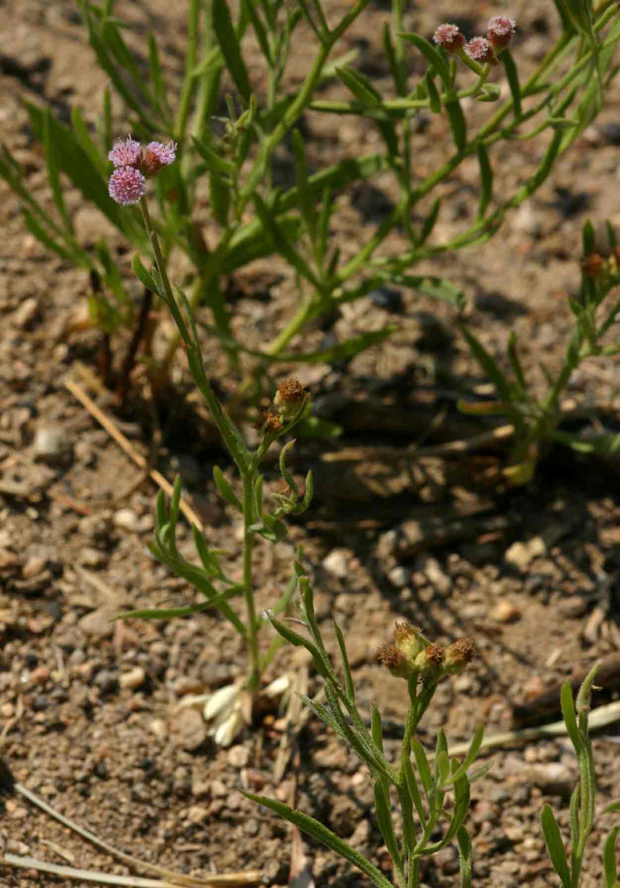 Litogyne gariepina
