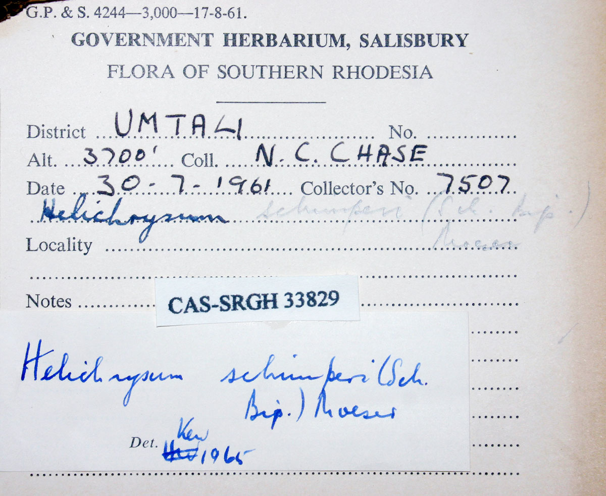 Helichrysum schimperi