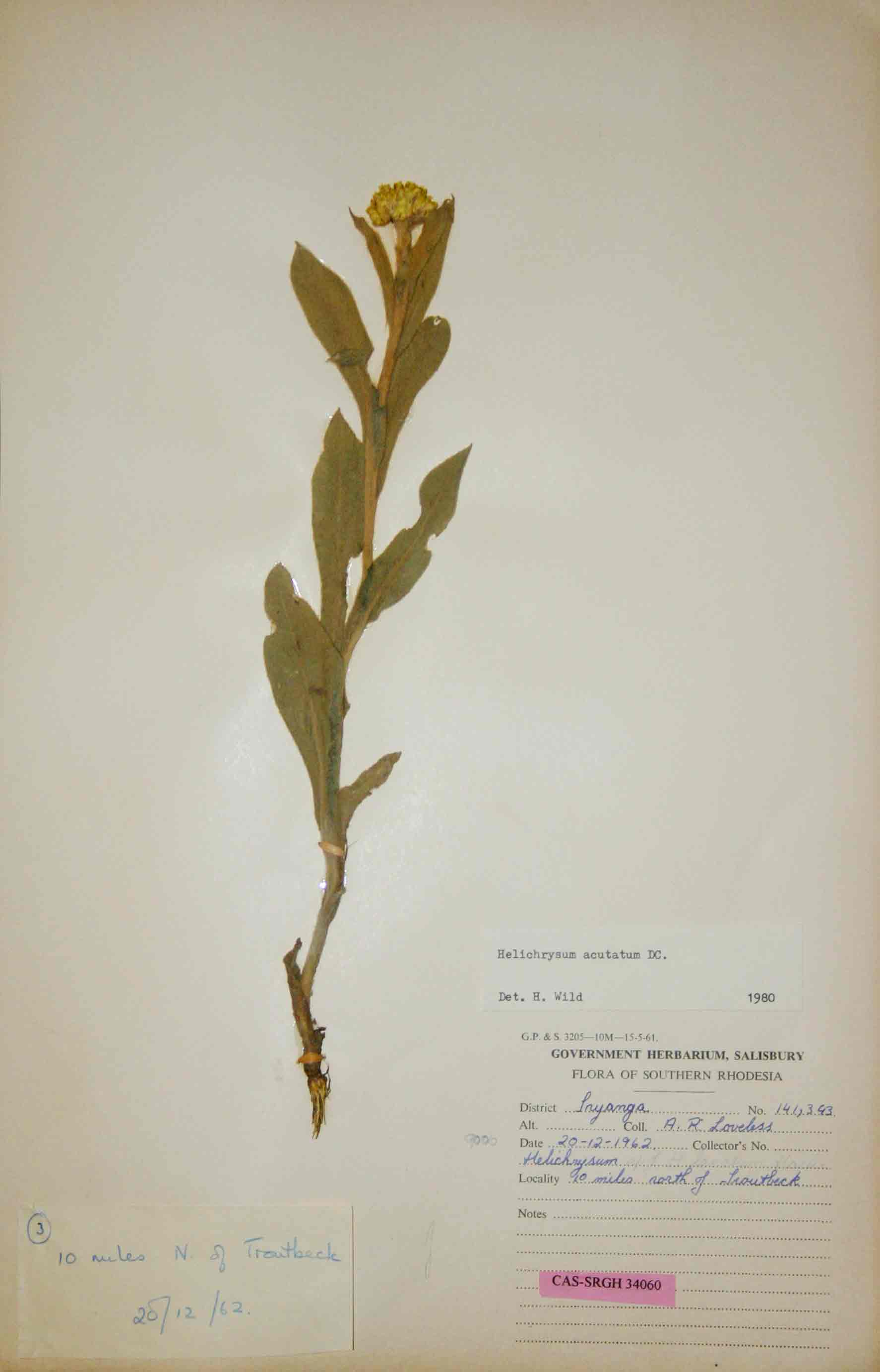 Helichrysum acutatum