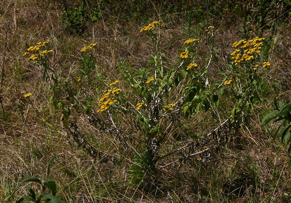Helichrysum goetzeanum