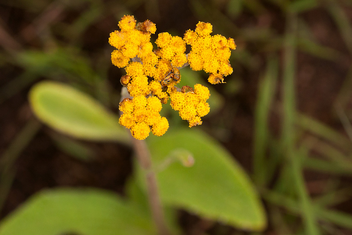 Helichrysum nudifolium var. pilosellum