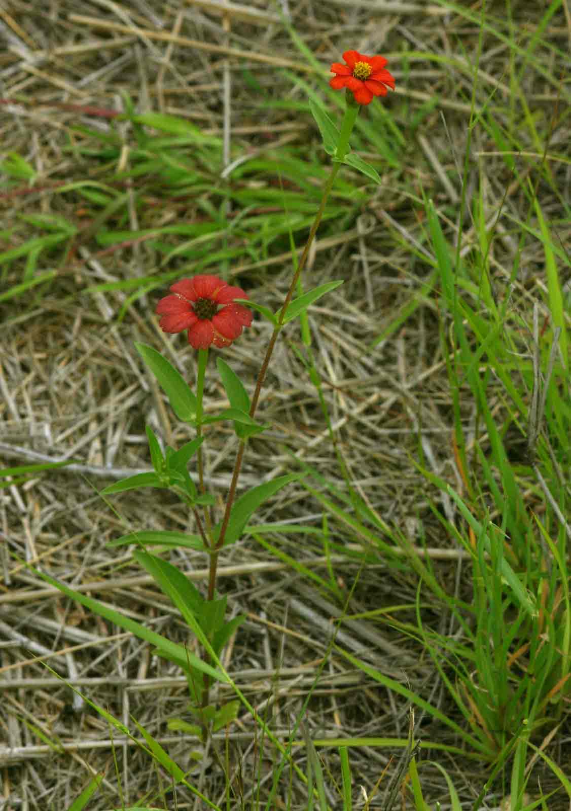 Zinnia peruviana