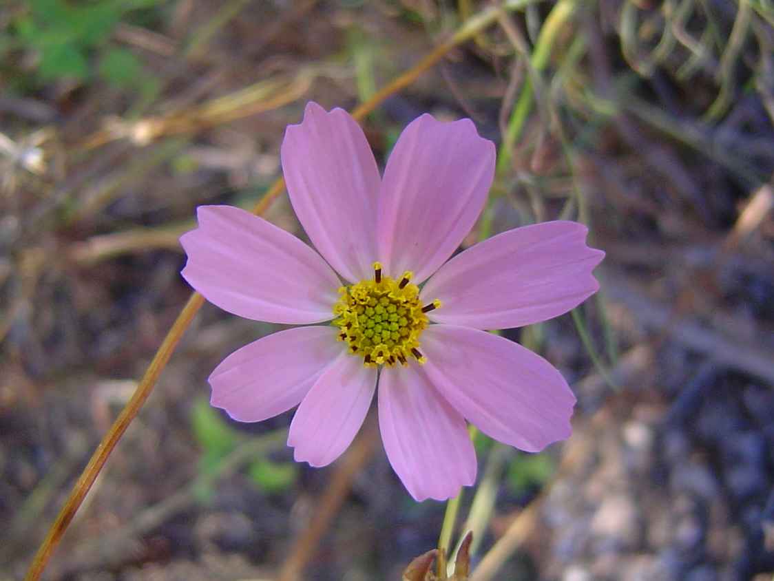 Cosmos bipinnatus