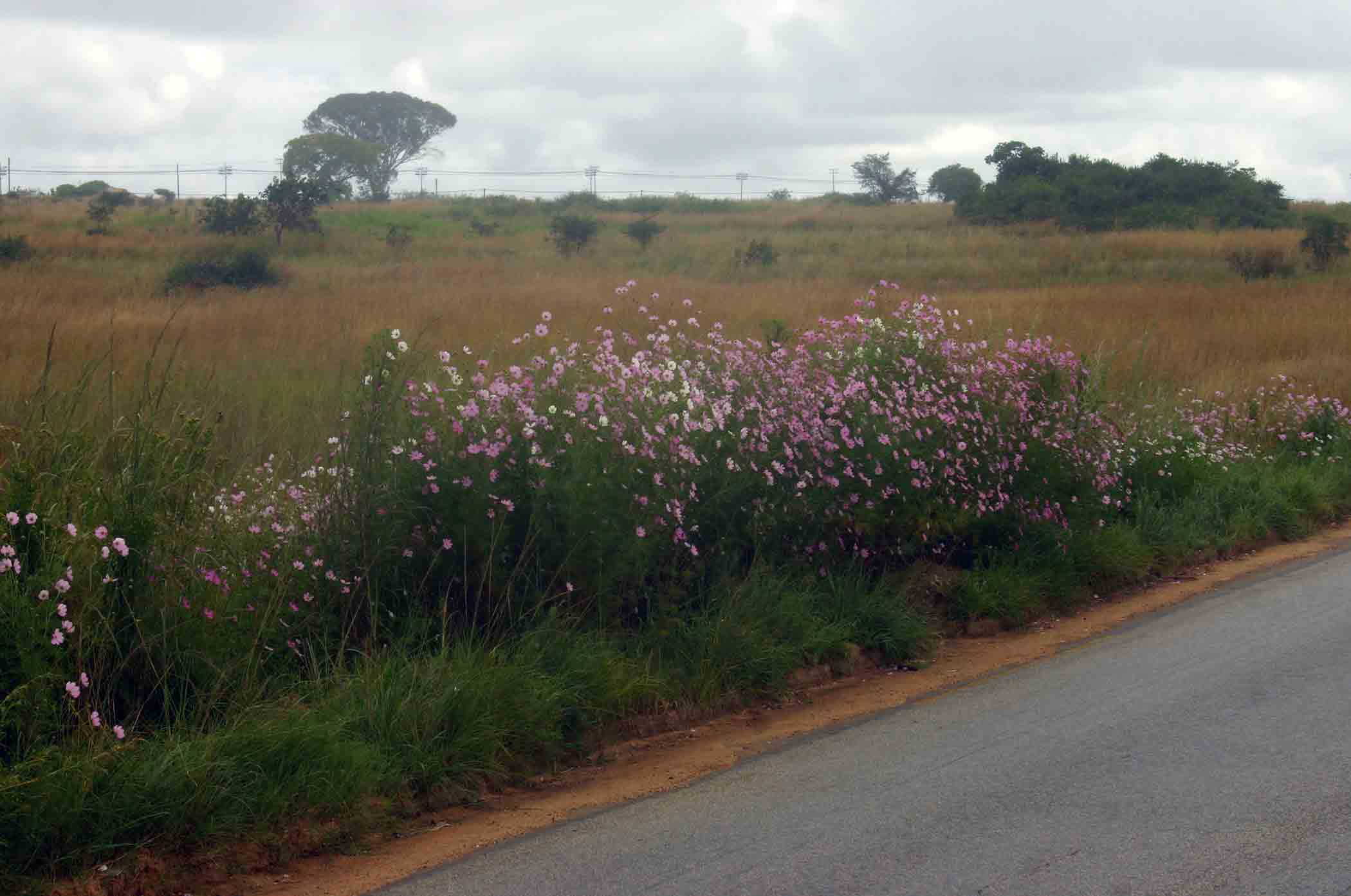 Cosmos bipinnatus