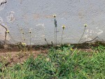Tridax procumbens