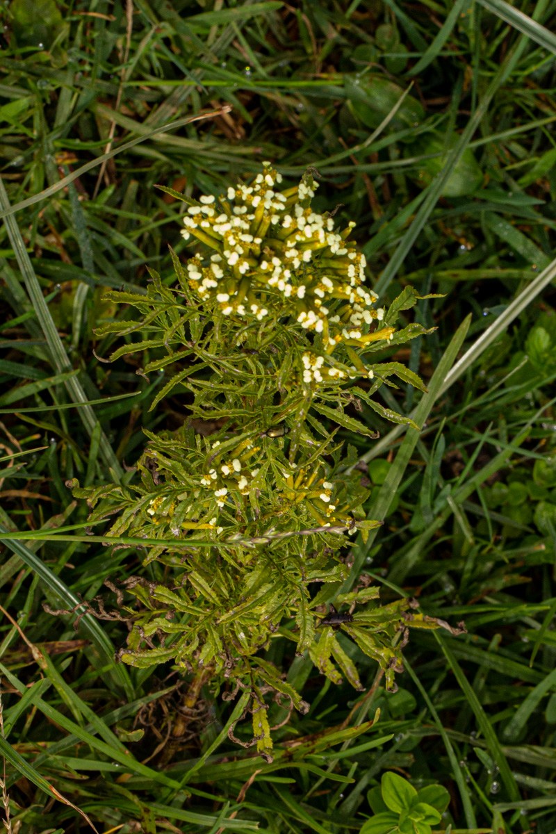 Tagetes minuta