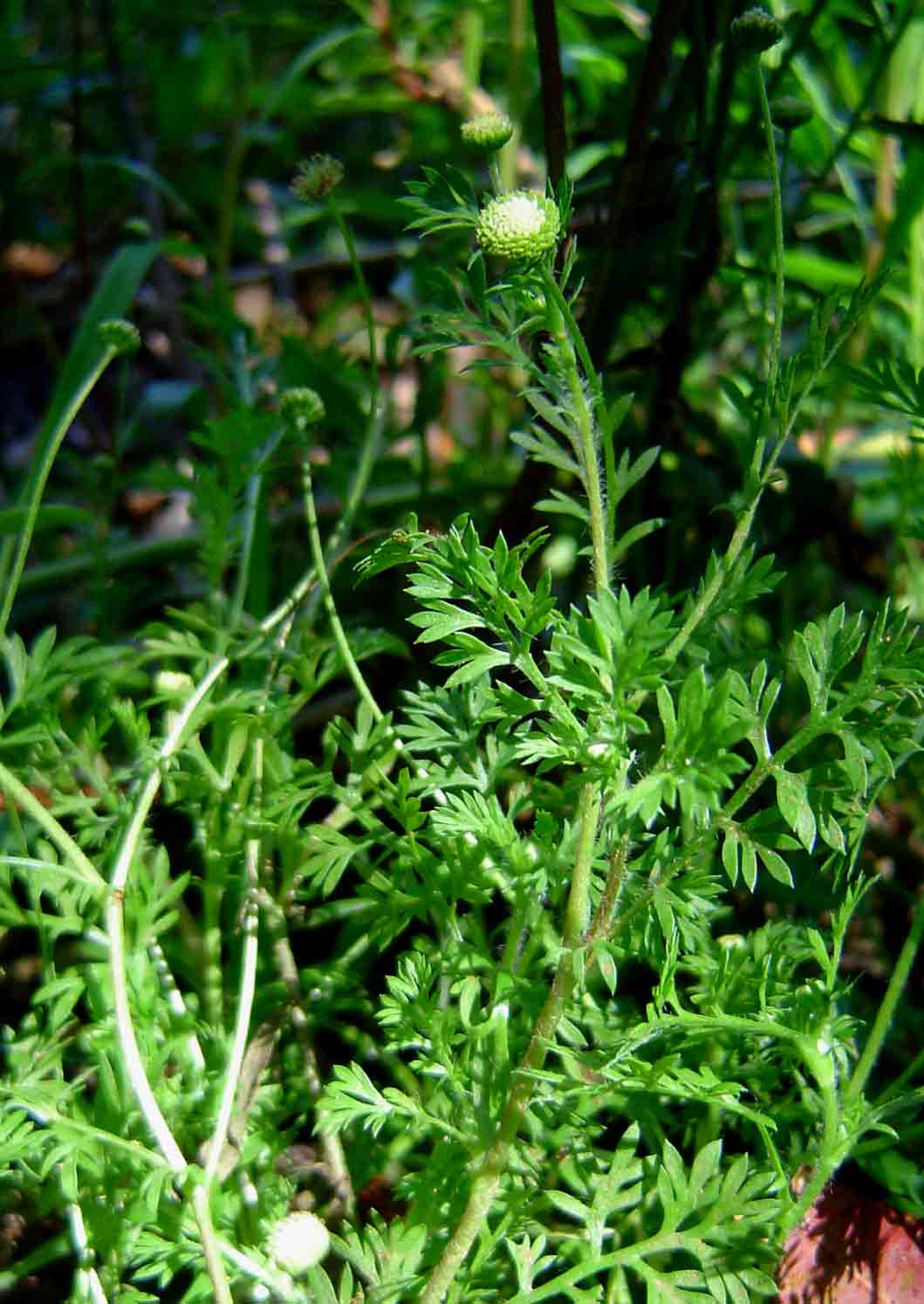 Cotula australis