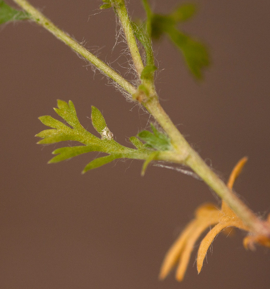 Cotula australis
