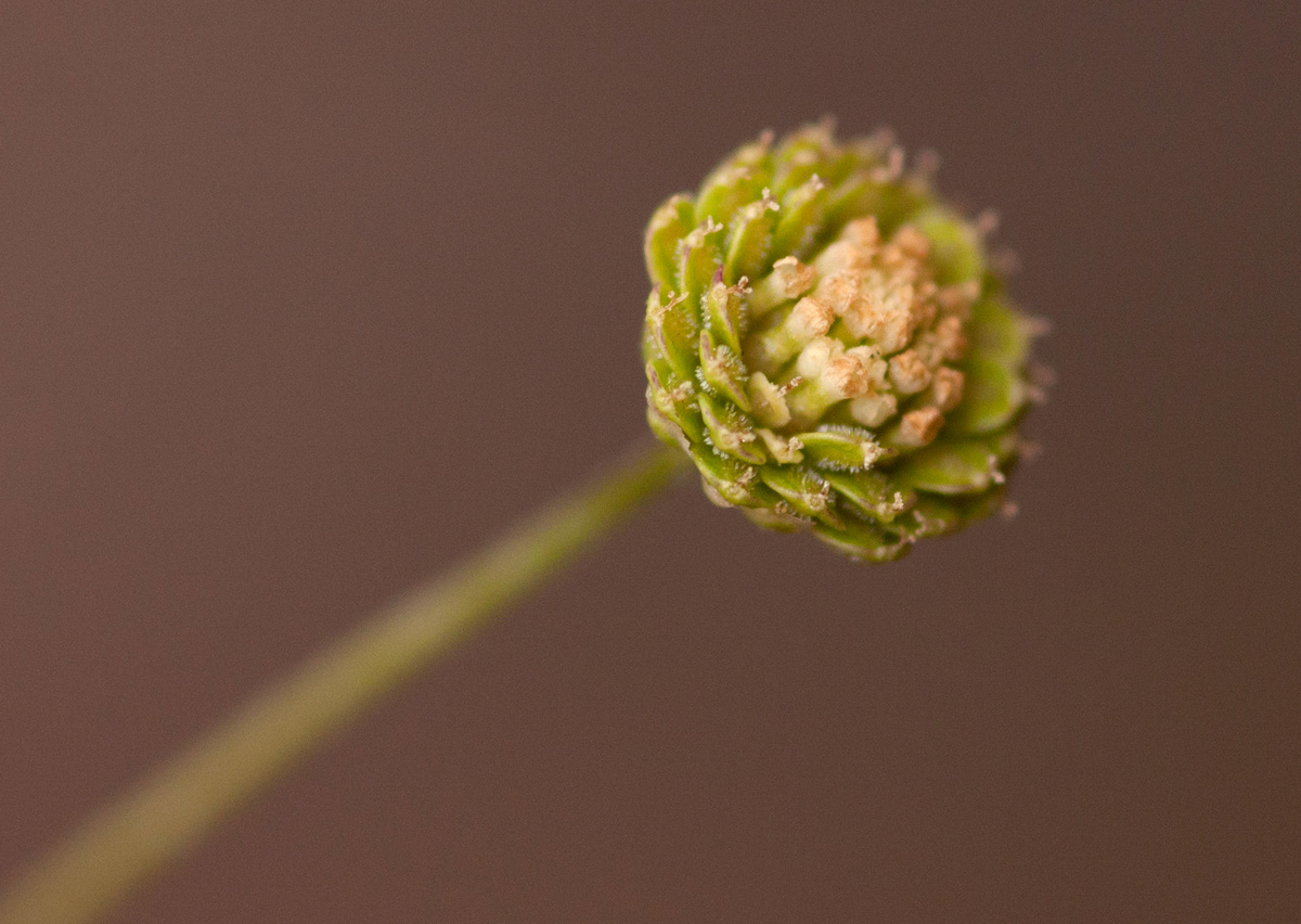 Cotula australis
