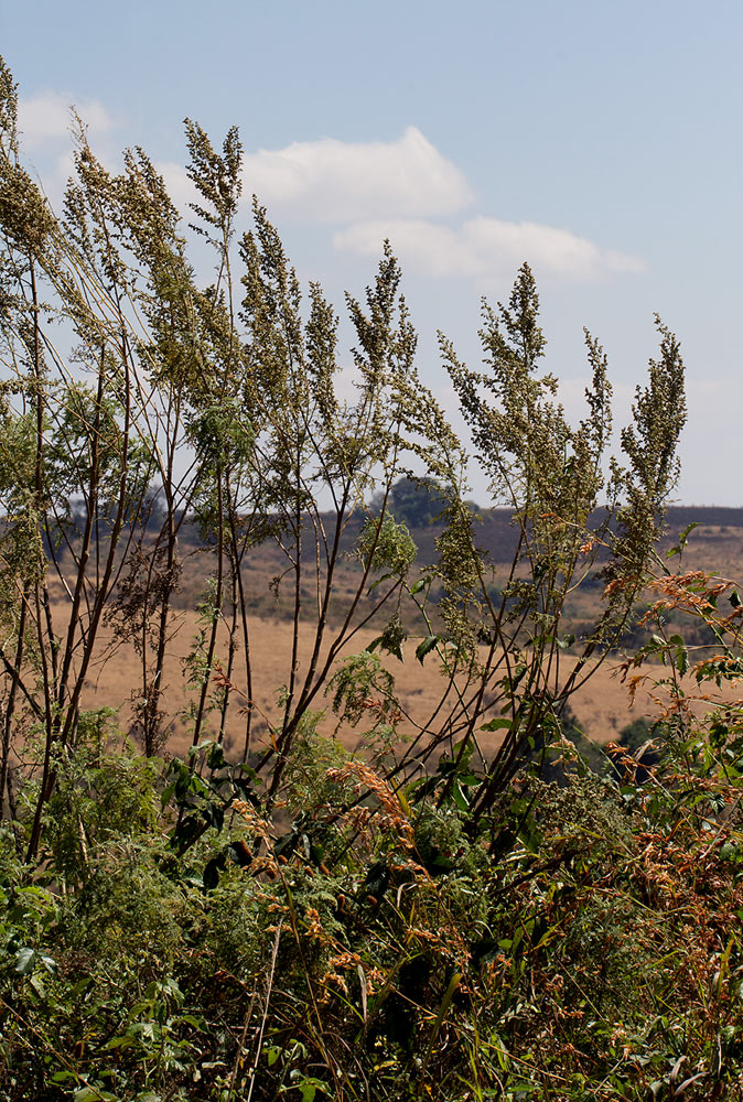 Artemisia afra