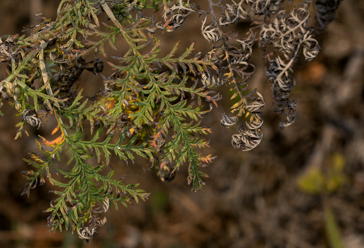 Artemisia afra