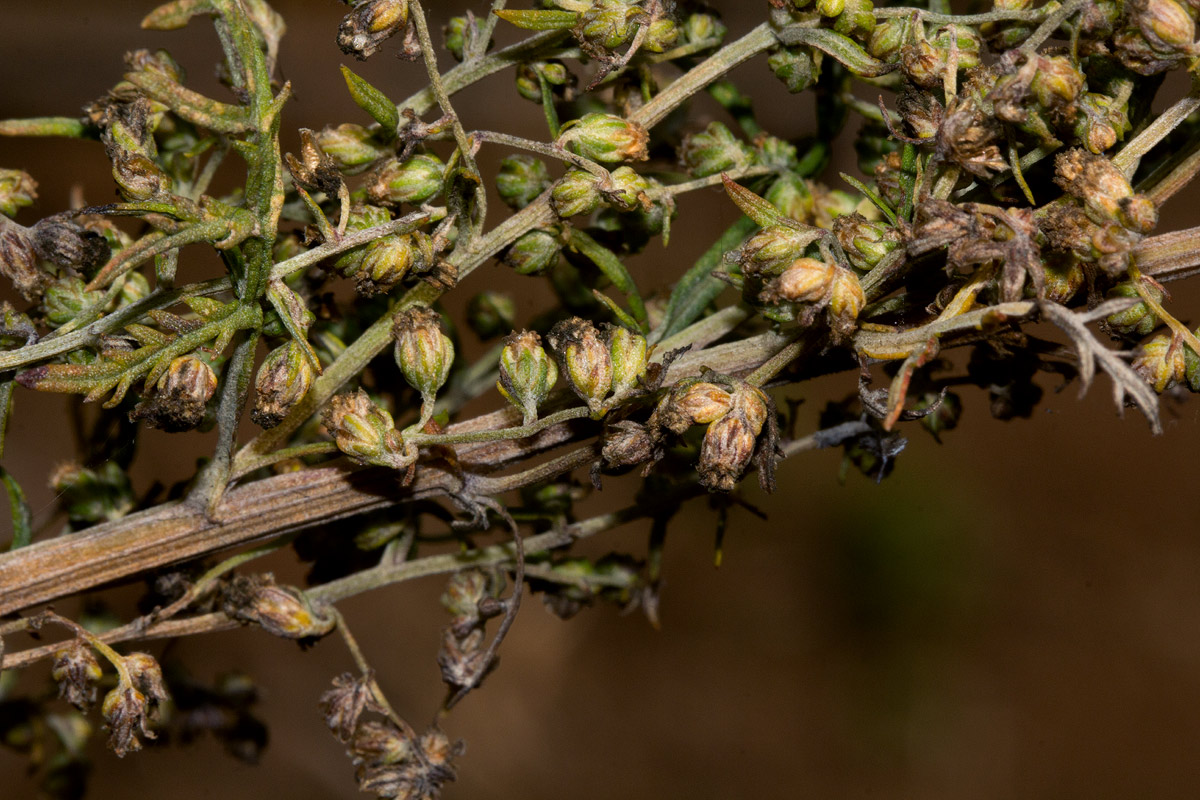 Artemisia afra