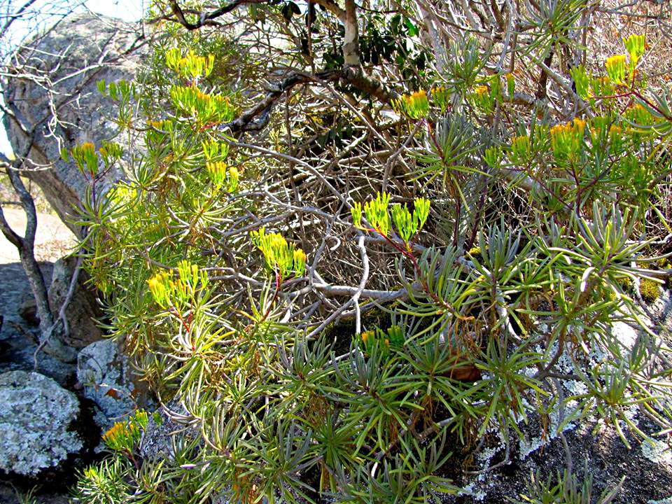 Senecio barbertonicus Senecio barbertonicus