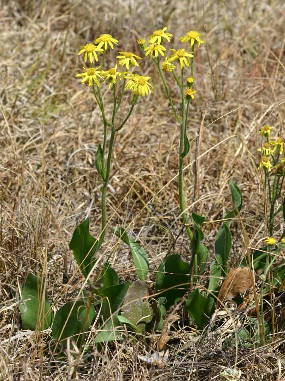 Senecio coronatus