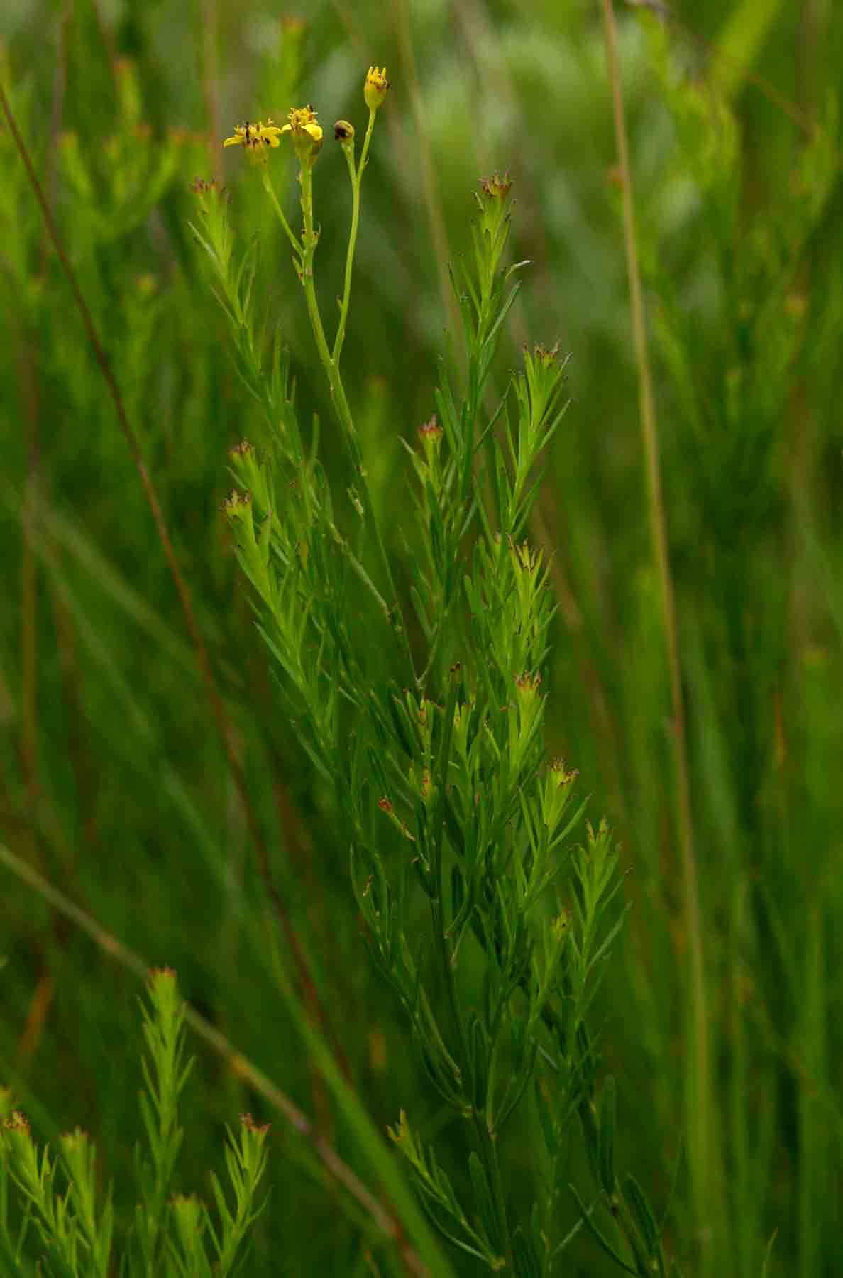 Senecio gazensis