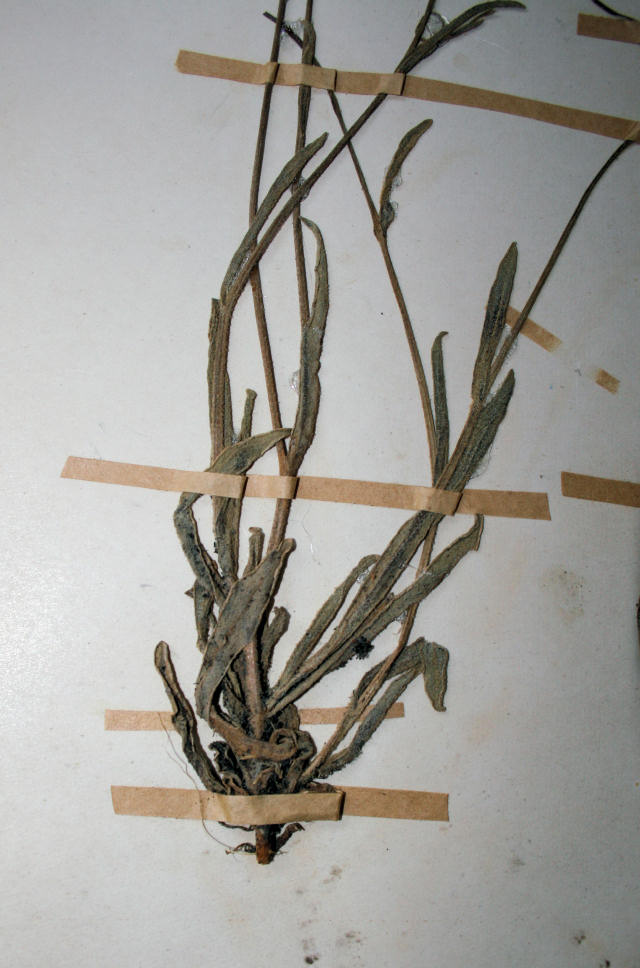 Emilia limosa