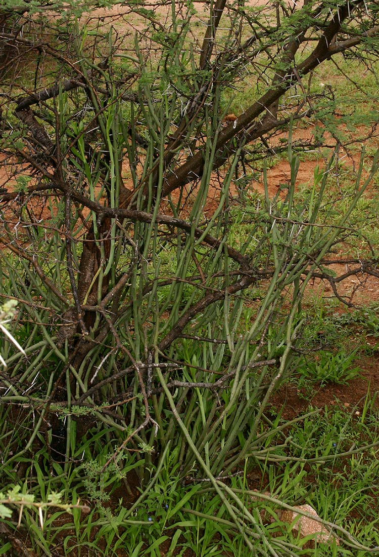 Kleinia longiflora