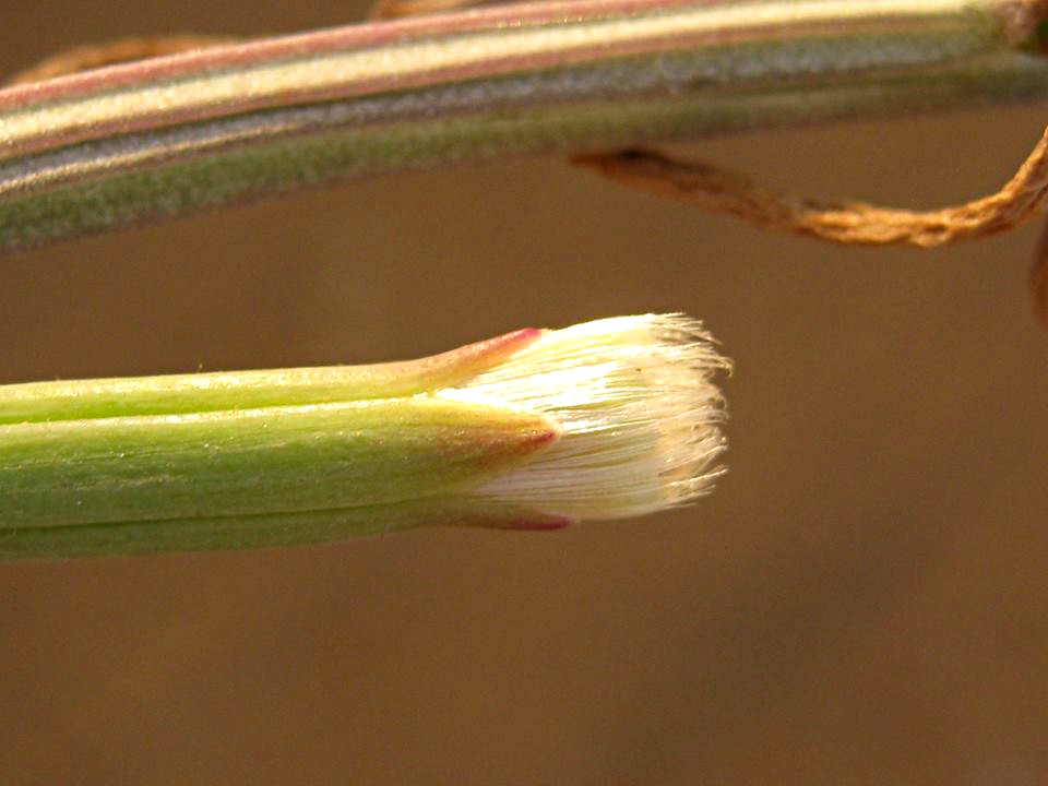 Kleinia longiflora