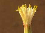 Kleinia longiflora