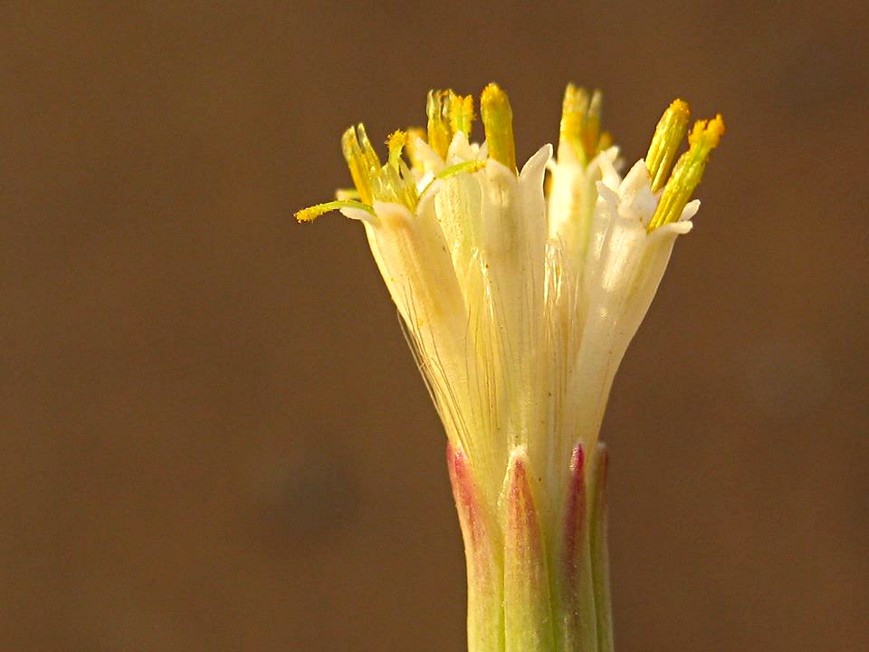 Kleinia longiflora
