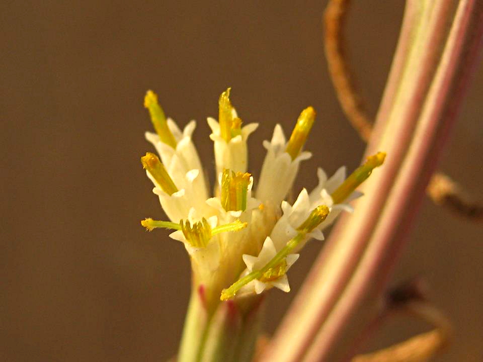 Kleinia longiflora