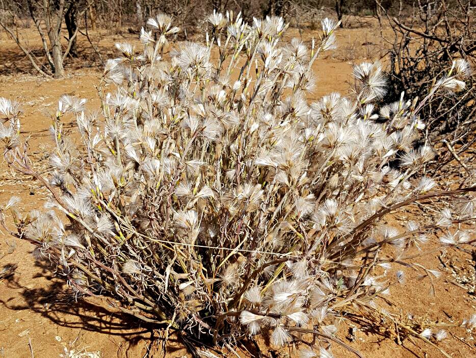 Kleinia longiflora