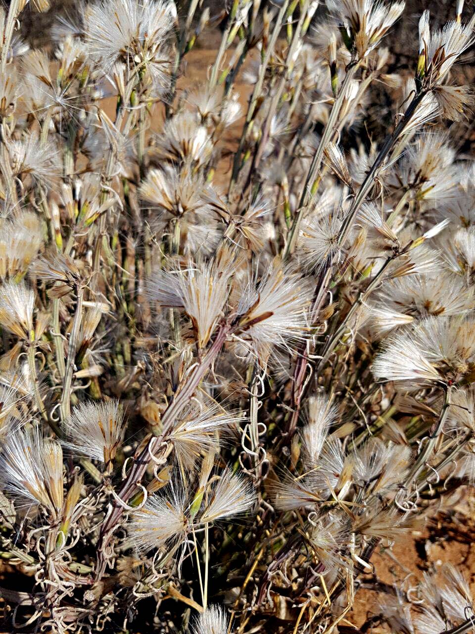 Kleinia longiflora