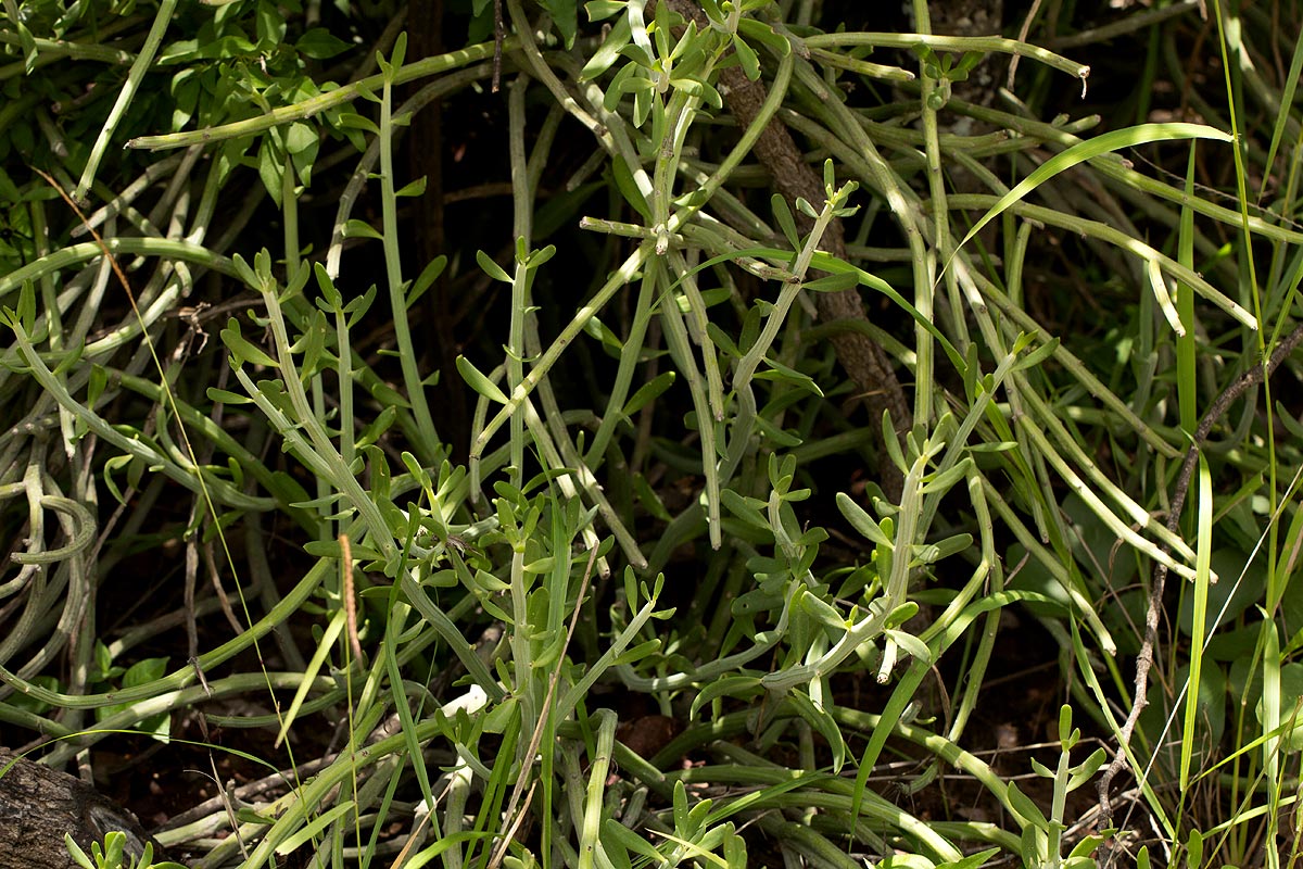 Kleinia longiflora
