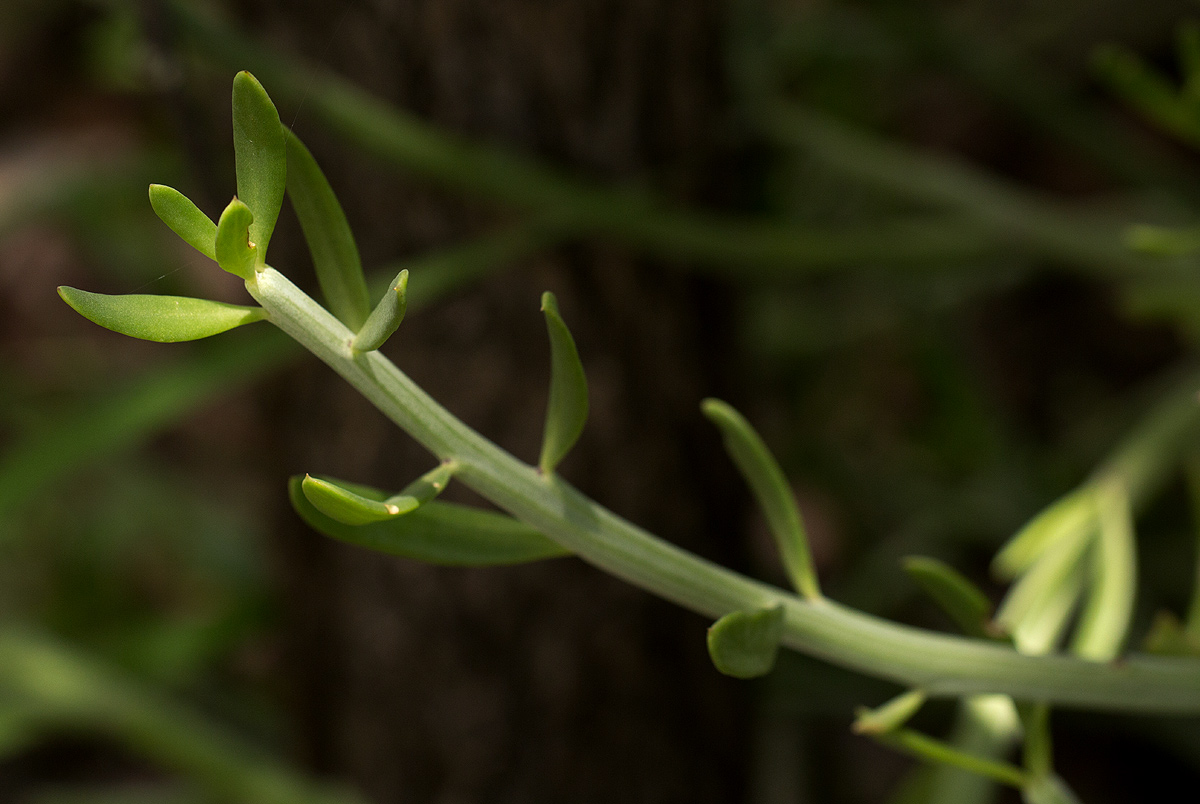 Kleinia longiflora