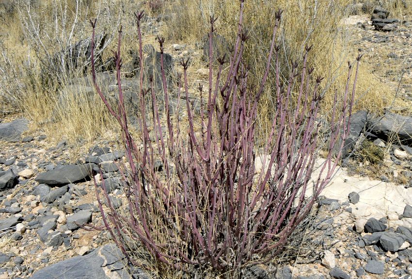 Kleinia longiflora