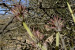 Kleinia longiflora