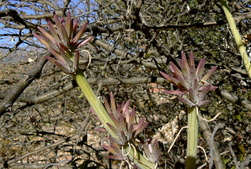 Kleinia longiflora