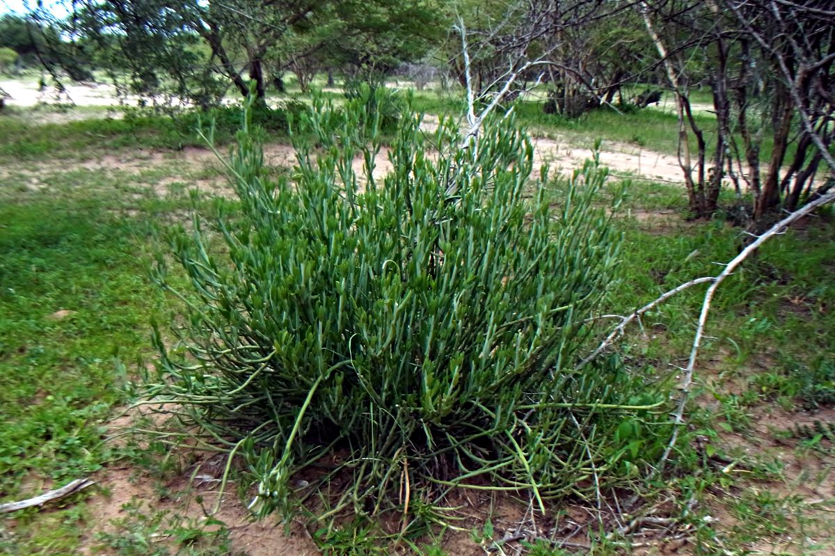 Kleinia longiflora