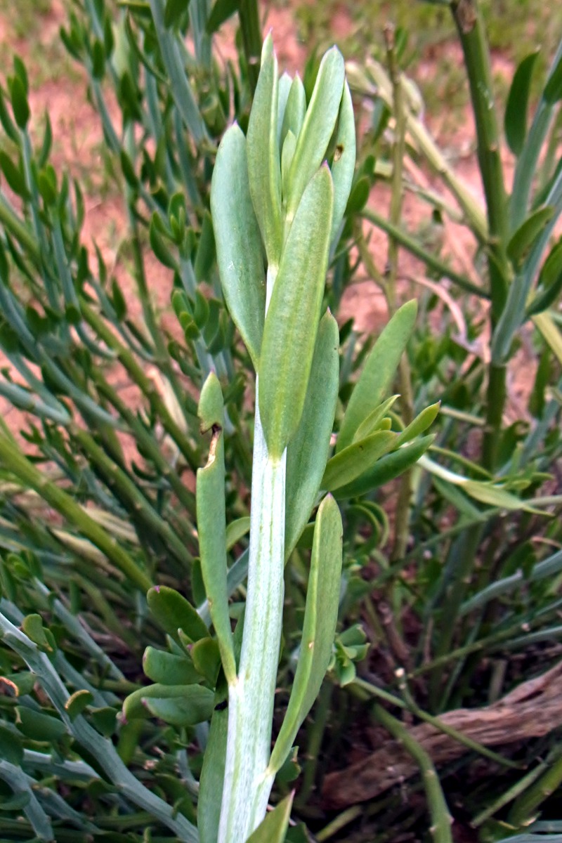 Kleinia longiflora