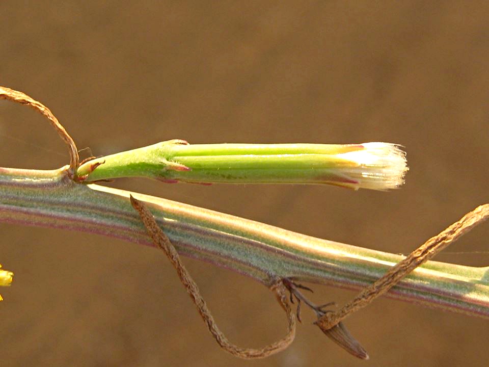 Kleinia longiflora