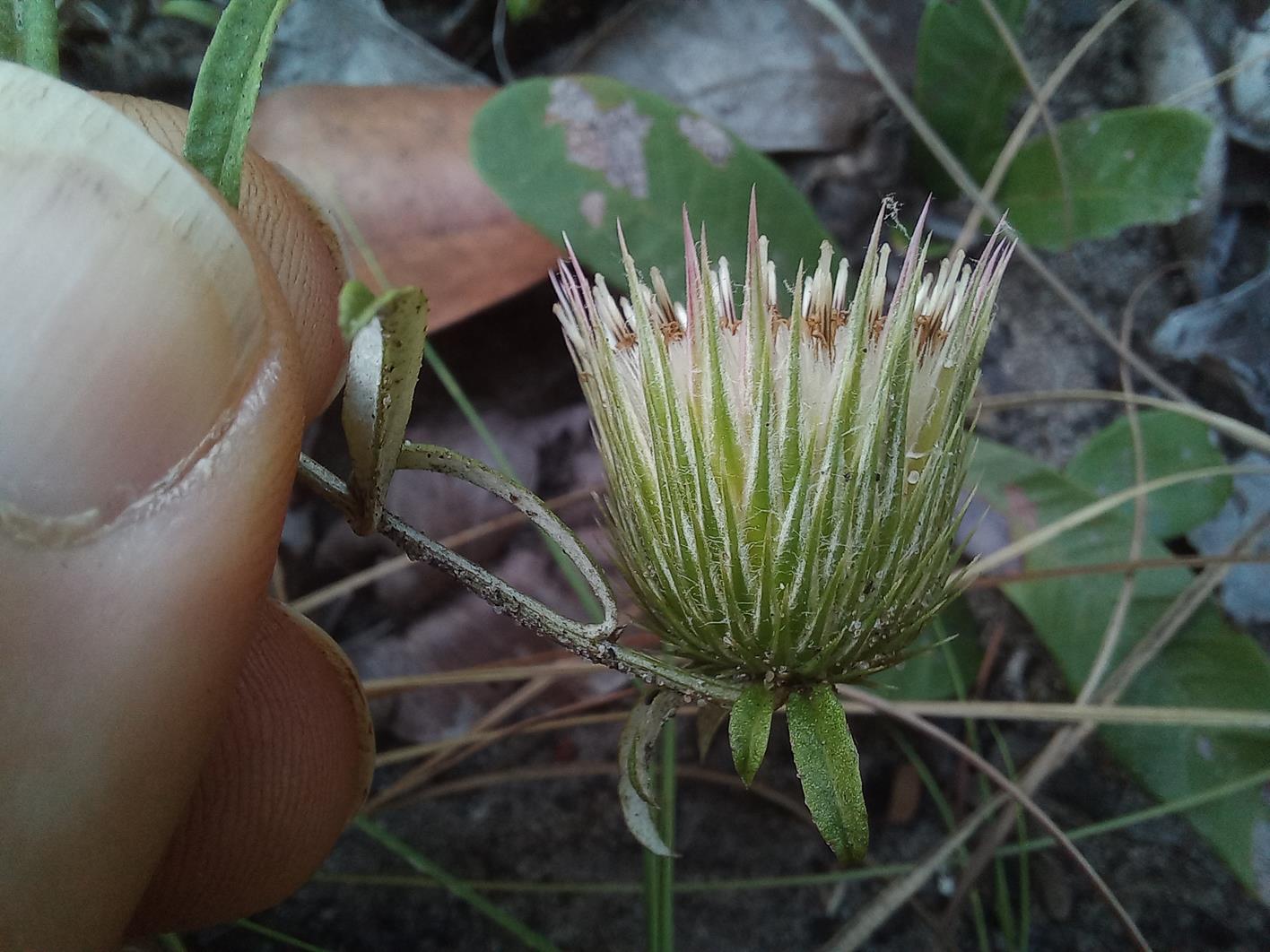 Dicoma anomala Dicoma anomala