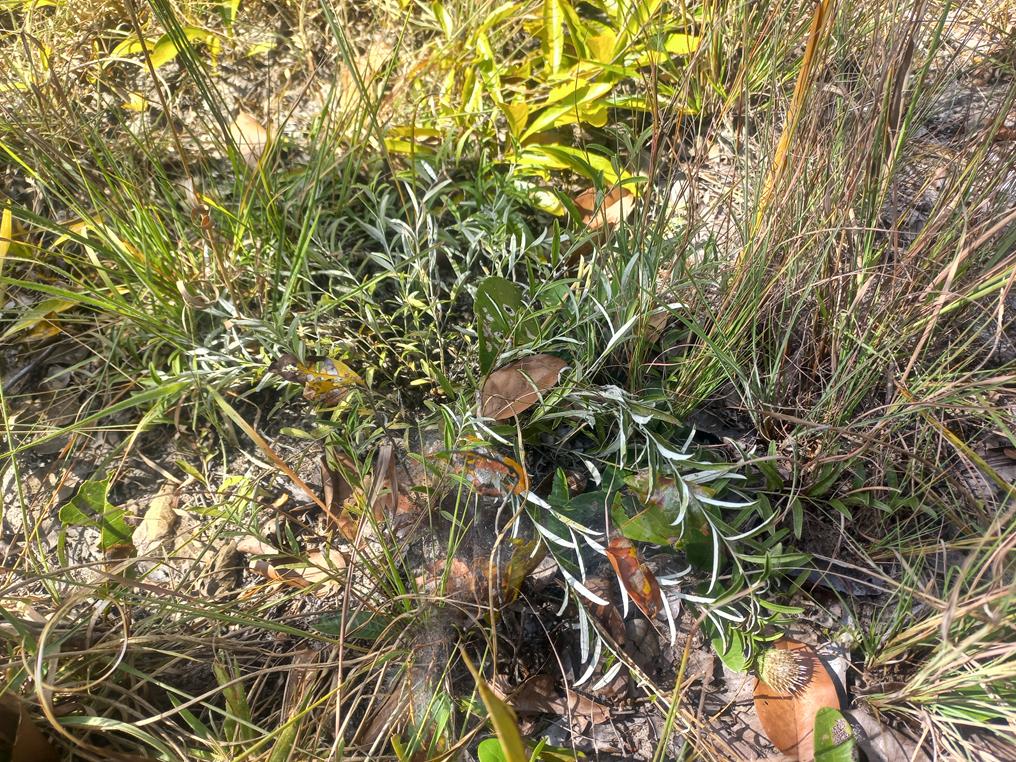 Dicoma anomala Dicoma anomala