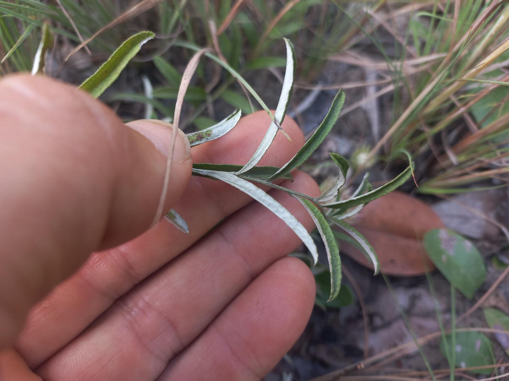 Dicoma anomala Dicoma anomala