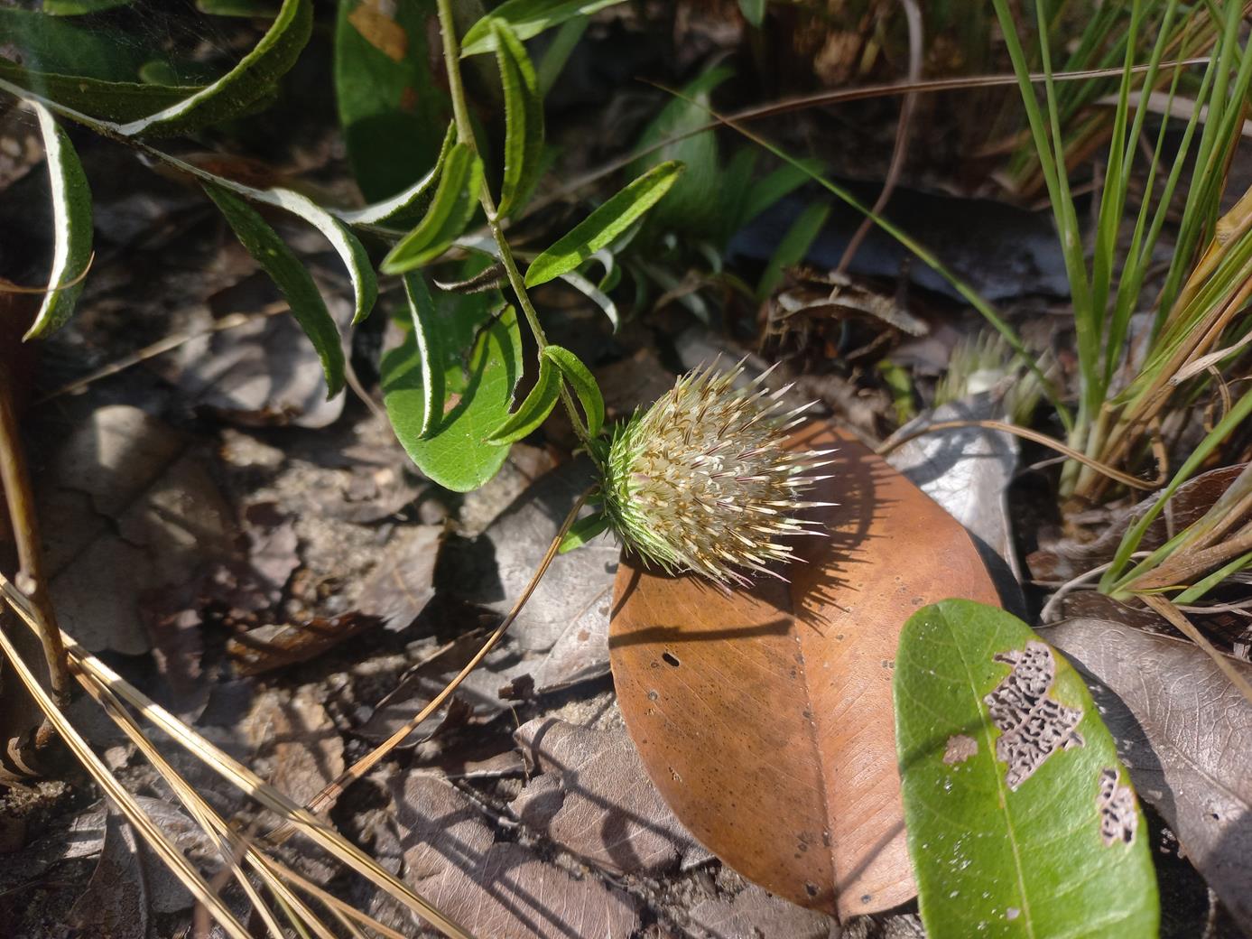 Dicoma anomala Dicoma anomala