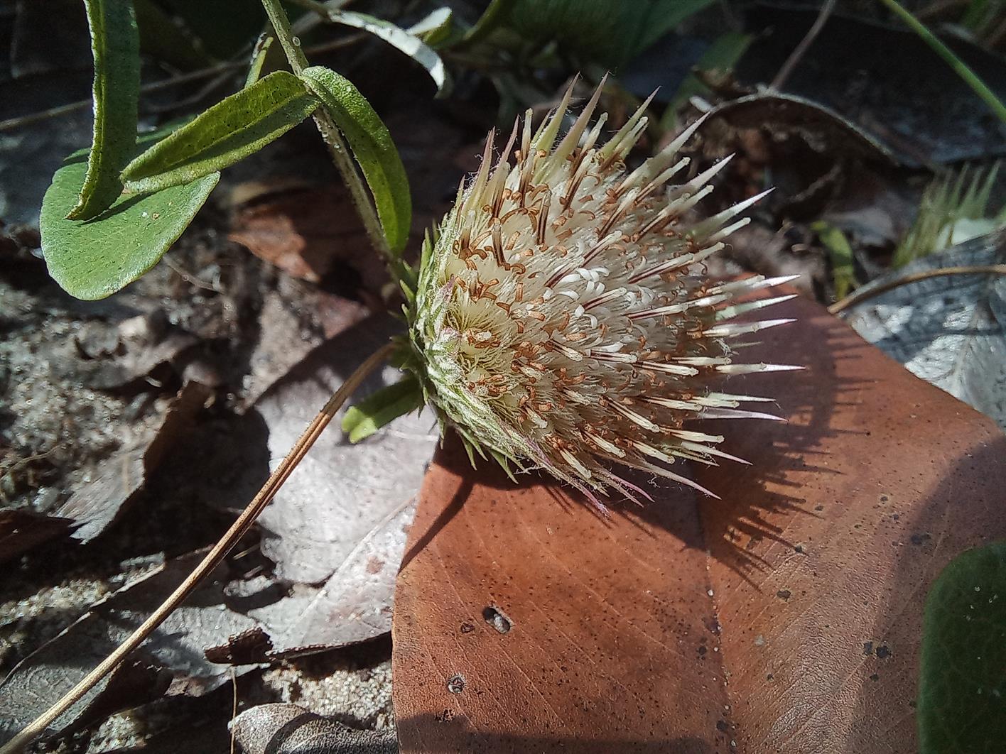 Dicoma anomala Dicoma anomala