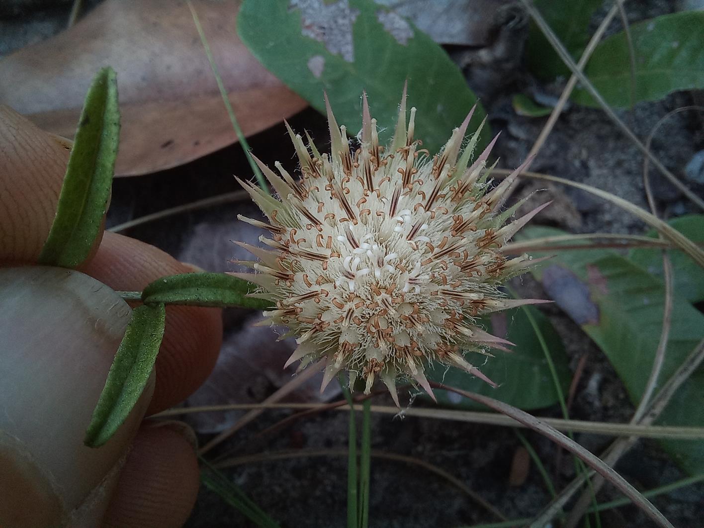 Dicoma anomala Dicoma anomala