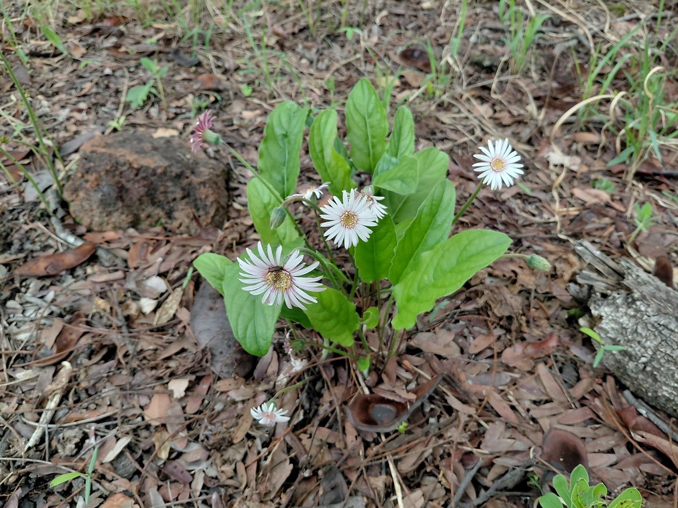 Gerbera viridifolia subsp. viridifolia