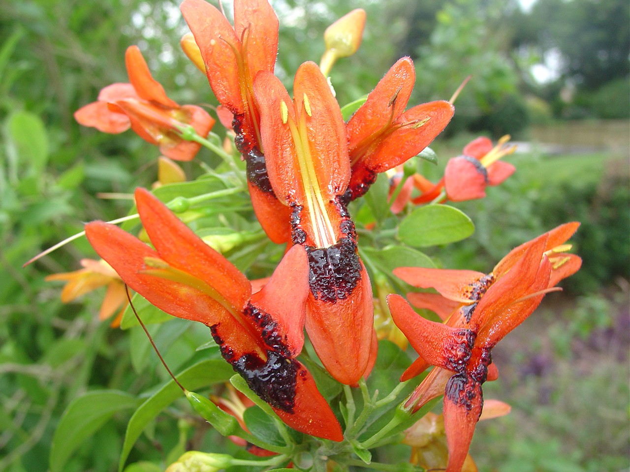 Ruttya fruticosa