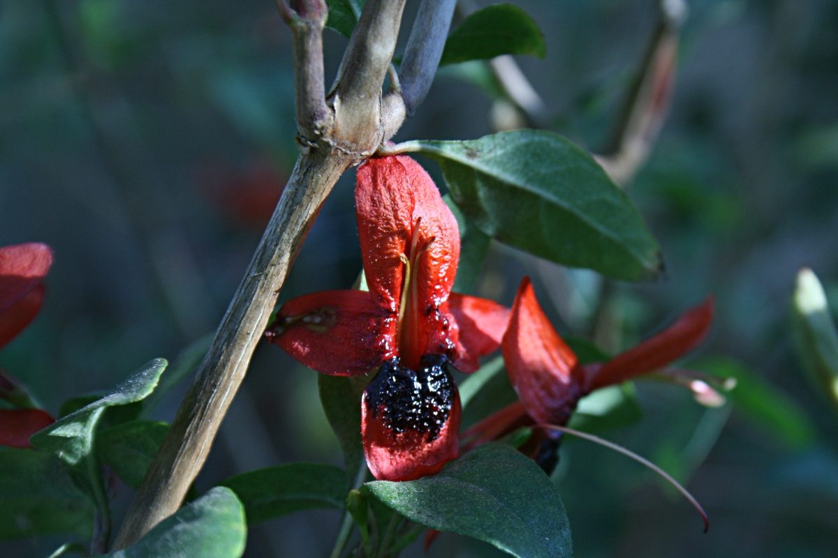 Ruttya fruticosa