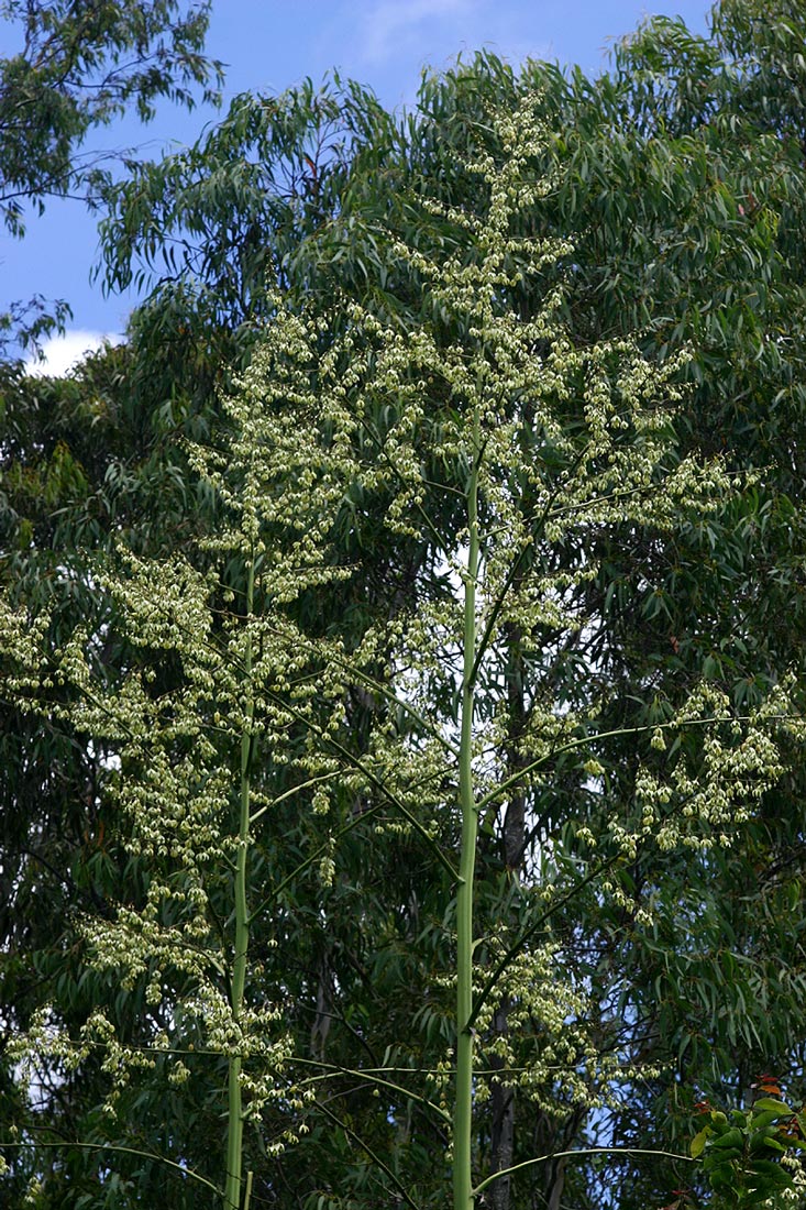 Furcraea foetida Furcraea foetida